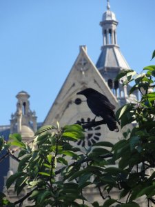 The dark shadow of the crow follows us to Paris